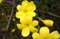 如何區分迎春花和連翹花？