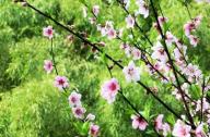 如何區分桃花和杏花？