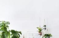 家庭綠植如何擺放更出彩？