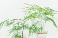 室內如何科學的養殖文竹？