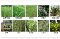 如何選擇岸邊陸生植物？