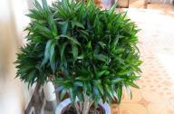 家里養什么植物旺財？