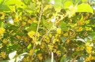 園林植物桂花的產地、形態以及園林用途