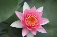 為什么千年古蓮能開花？