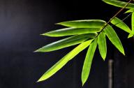 選擇園林植物時，如何巧妙利用植物的五行屬性？