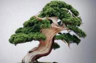 盆景七大類，你都知道嗎？