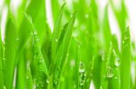隔音植物有哪些？不易燃燒的植物有哪些？