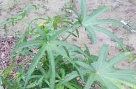 合軸叢生竹類植物有哪些？