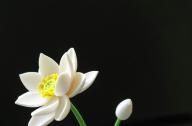 如何栽植碗蓮？