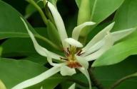 治療咳嗽的植物：白蘭花、丁香、藿香