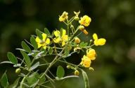 清肝明目，潤腸通便的植物：決明子、菊花