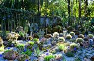 1月20日，中國科學院西雙版納熱帶植物園一年一度的多肉展如約而至