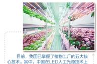 “植物工廠”到底有什么秘密？
